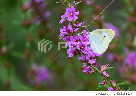ミソハギの花と蝶 94513317
