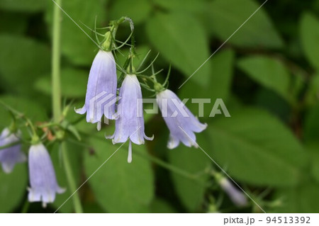 ツリガネニンジンの花 ツリガネニンジンの花 94513392