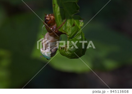 セミの生態　脱皮・羽化・成虫・抜け殻 94513608