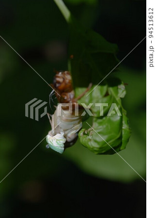 セミの生態　脱皮・羽化・成虫・抜け殻 94513612