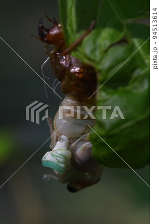 セミの生態　脱皮・羽化・成虫・抜け殻 94513614