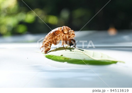 セミの生態 脱皮・羽化・成虫・抜け殻 セミの生態 脱皮・羽化・成虫・抜け殻 94513619