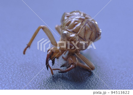 セミの生態　脱皮・羽化・成虫・抜け殻 94513622