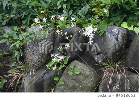 センニンソウの花 センニンソウの花 94513653