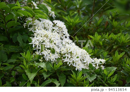 センニンソウの花 94513654