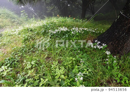 センニンソウの花 94513656