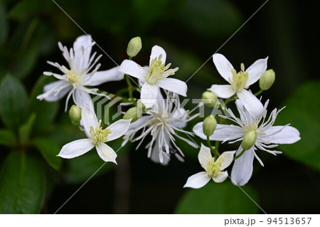 センニンソウの花 センニンソウの花 94513657