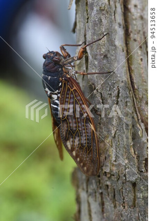 センニンソウの花 94513658