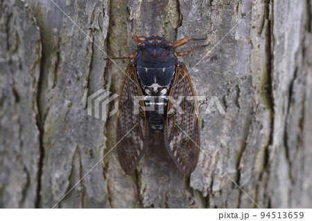 センニンソウの花 センニンソウの花 94513659
