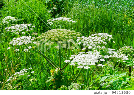 White flowers, Heracleum sphondylium, commonly known as hogweed, wild flowers of the field 94513680
