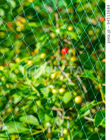 Cherry tree branches with a harvest of berries are covered with a net for protection from birds Cherry tree branches with a harvest of berries are covered with a net for protection from birds 94513689