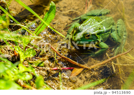 Rana esculenta - Edible frog or green frog in a natural environment 94513690