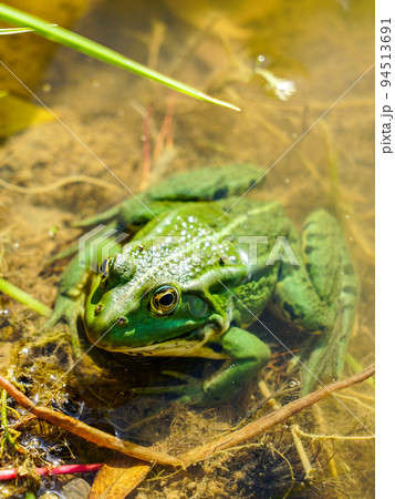 Rana esculenta - Edible frog or green frog in a natural environment Rana esculenta - Edible frog or green frog in a natural environment 94513691