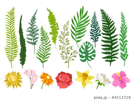 Tropical Fern Leaves and Lush Flowers as Exotic Foliage and Flora Big Vector Set 94513729