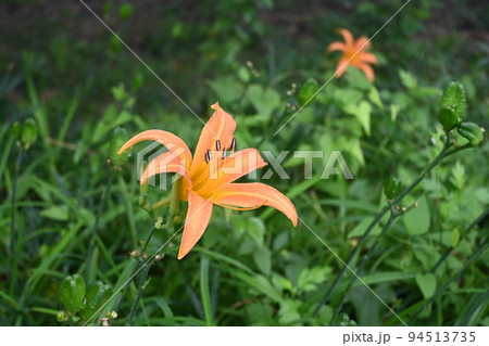 雨にうたれたノカンゾウの花 94513735