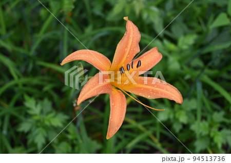 雨にうたれたノカンゾウの花 雨にうたれたノカンゾウの花 94513736