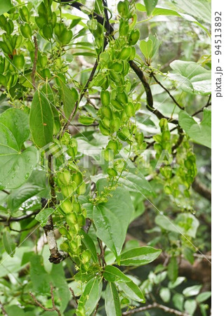オニドコロ（鬼野老）の雌花と蒴果 94513892