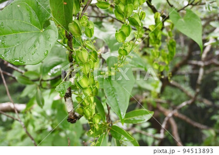 オニドコロ（鬼野老）の雌花と蒴果 94513893