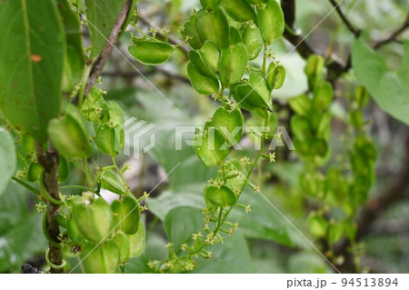 オニドコロ（鬼野老）の雌花と蒴果 94513894