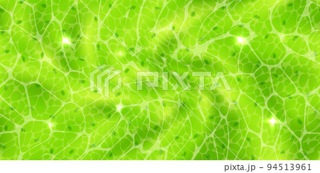 Abstract green seamless pattern or plant cells with nuclears texture under a microscope 94513961