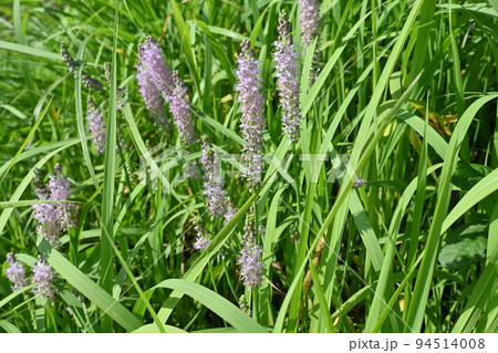 ツルボの花 94514008