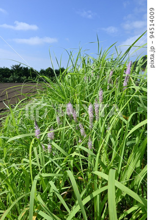 ツルボの花 94514009