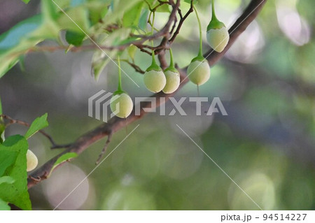 エゴの木の実 94514227