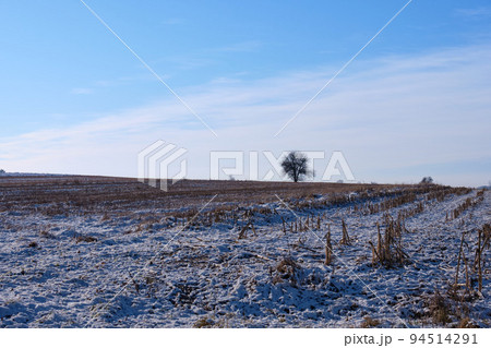 Harvested corn field in winter and lone tree Harvested corn field in winter and lone tree 94514291