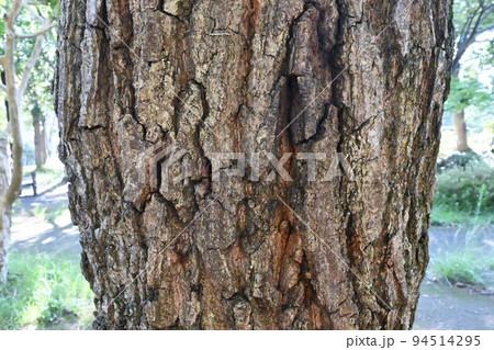 コナラの木 94514295