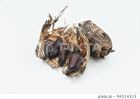 ロウバイのタネ ロウバイのタネ 94514313