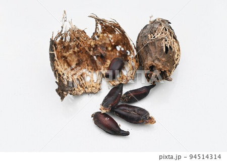 ロウバイのタネ 94514314