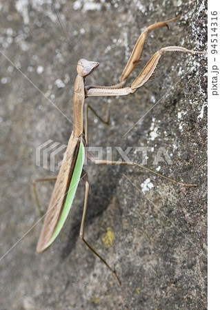 チョウセンカマキリ 94514316