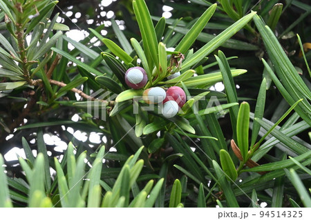 イヌマキの実 94514325