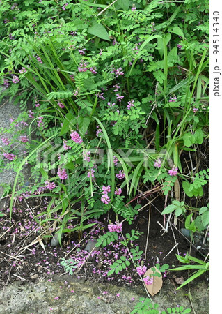 コマツナギの花 コマツナギの花 94514340