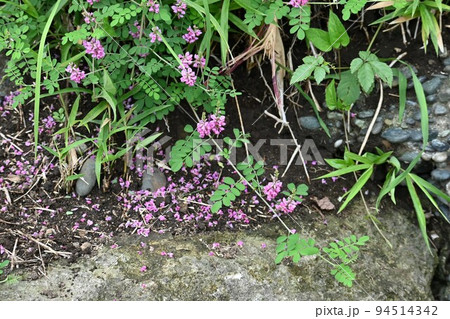 コマツナギの花 94514342