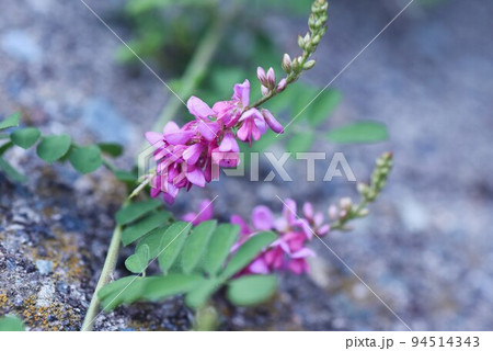 コマツナギの花 94514343