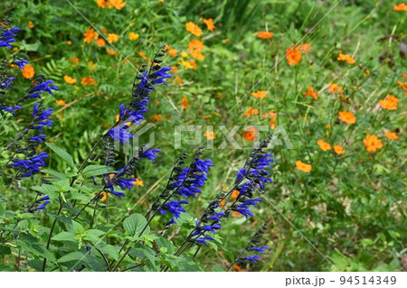 サルビア ガラニチカ（メド―セージ） 94514349