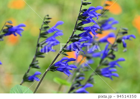 サルビア ガラニチカ（メド―セージ） 94514350