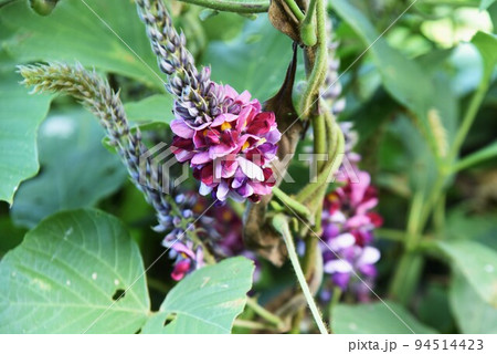秋の七草・クズの花 秋の七草・クズの花 94514423