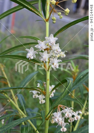 フウセントウワタ(風船唐綿)の花 フウセントウワタ(風船唐綿)の花 94514448