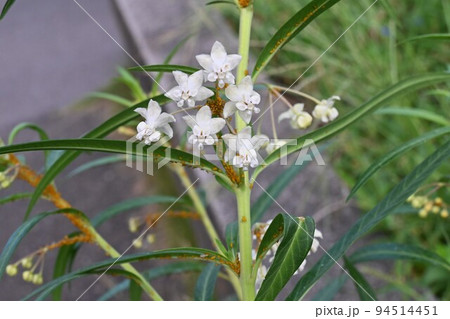 フウセントウワタ(風船唐綿)の花 フウセントウワタ(風船唐綿)の花 94514451