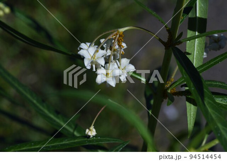 フウセントウワタ(風船唐綿)の花 フウセントウワタ(風船唐綿)の花 94514454