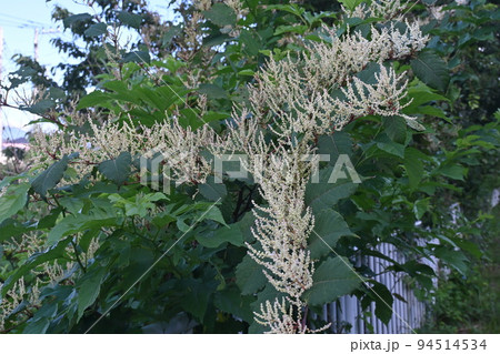 イタドリ(虎杖)の花 イタドリ(虎杖)の花 94514534