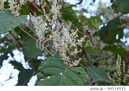 イタドリ(虎杖)の花 イタドリ(虎杖)の花 94514535