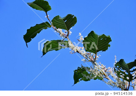 イタドリ(虎杖)の花 イタドリ(虎杖)の花 94514536
