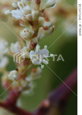 イタドリ(虎杖)の花 イタドリ(虎杖)の花 94514538