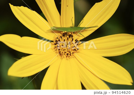 キクイモの花 キクイモの花 94514620