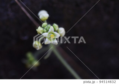 アレチウリ（荒地瓜）・特定外来生物 94514632