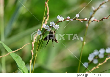 シロバナサクラタデ(白花桜蓼) シロバナサクラタデ(白花桜蓼) 94514686