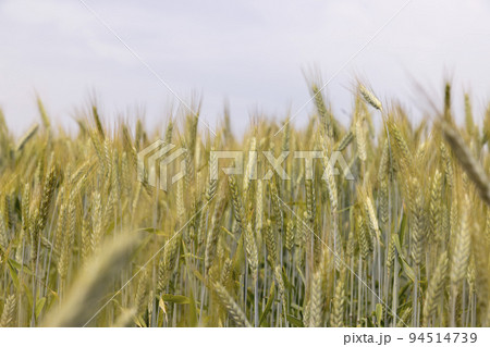 A field with unripe wheat in the summer season A field with unripe wheat in the summer season 94514739
